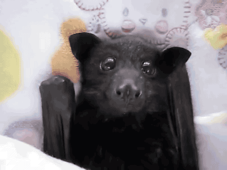 tastefullyoffensive - Video -  Young flying-fox bat enjoys a banana...