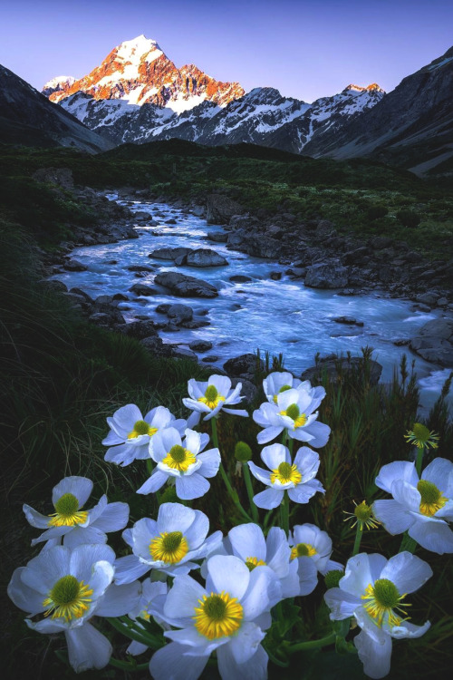 lsleofskye:The Mt. Cook buttercups | south_of_home
