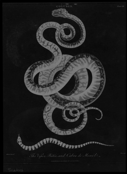 chaosophia218 - Albertus Seba - The Viper Bitis and Cobra de...