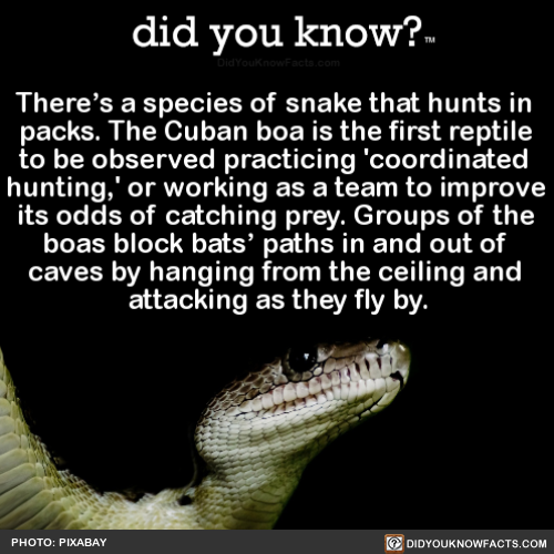 theres-a-species-of-snake-that-hunts-in-packs