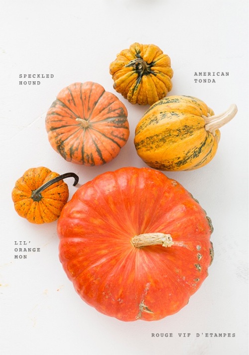 grayskymorning:Heirloom Pumpkin Varieties for Fall