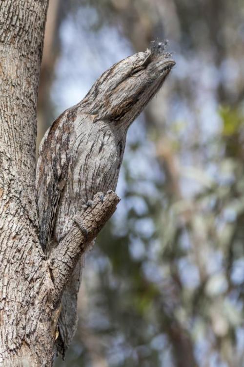 watery-trash-dragon - theseavoices - TAWNY FROGMOUTHS EXIST I...