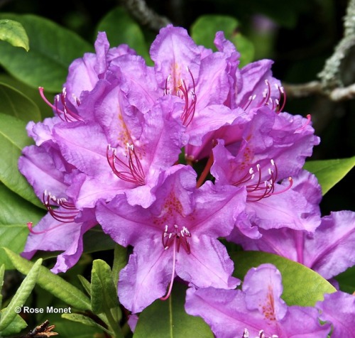rosemonetphotos - Rhododendron ferrugineum  ...