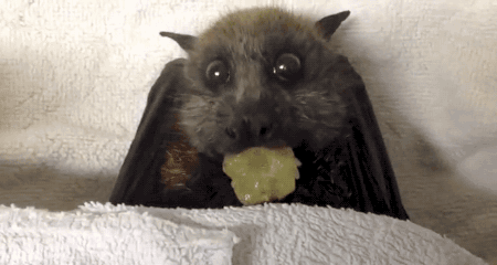 gifsboom:Video: Bat Adorably Stuffs Her Face with Grapes
