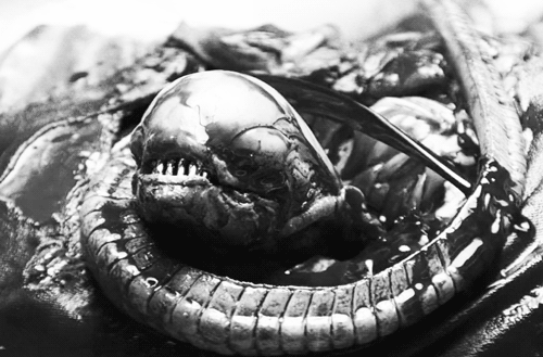 fatalitum:
“ Alien (1979)
”