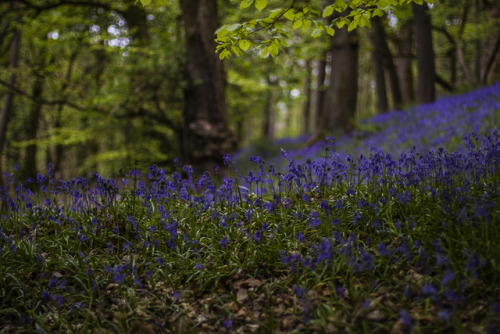 garettphotography - Spring in the English Countryside - Part III...