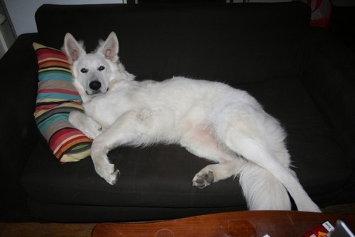 It was more than five years that I was sharing my life with my beautiful white German Shepherd. We..