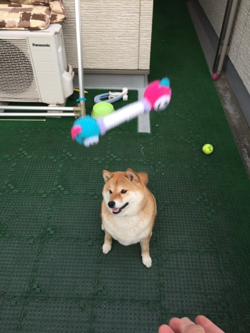 turn-tech-goddess - k-ui - 柴犬ハナさんのツイート - “投げるよ!! (っ’-’)╮...