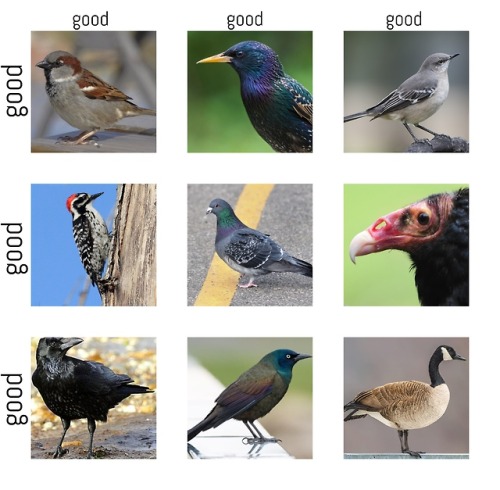 todaysbird:‘pest’ birds alignment chart
