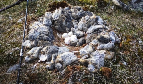 congenitaldisease - A snowy owl’s nest made out of dead...