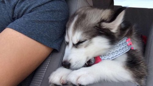 babyanimalgifs:Naps are her favorite part of the day.
