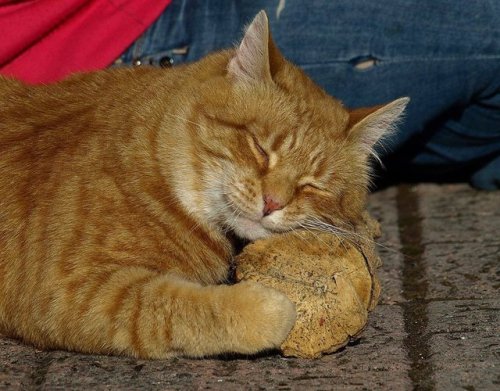 catsbeaversandducks - Baldrick loves his pet log.Photos by Life...