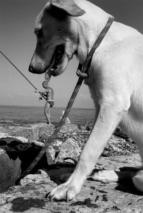 culturenlifestyle - Perfectly Timed Photos That Make Dogs Look...