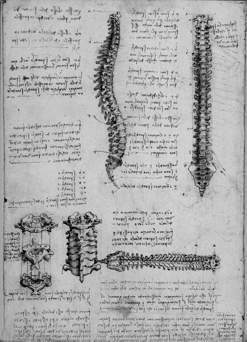 chaosophia218:Anatomical studies and drawings by Leonardo da...