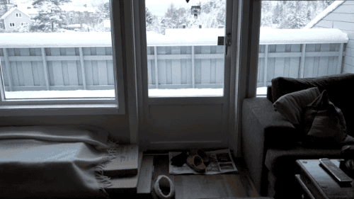 gifsboom - Big Fluffy Cat is Obsessed With Snow. [video]