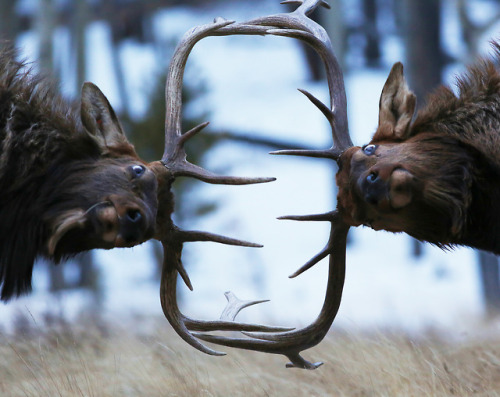 We don’t know what event this is or who is winning, but we love watching. Two bull elk battling at Rocky Mountain National Park in Colorado. To the bold goes the gold. Photo courtesy of Zach Rockvam.
