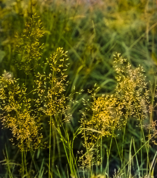 byROSI W:germany              grasses,