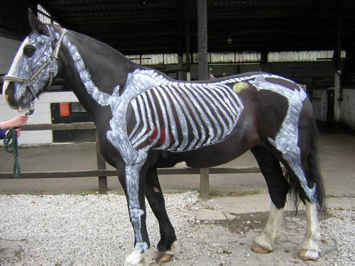 tundrakatiebean - ainawgsd - Skeleton Horses@jangojips...