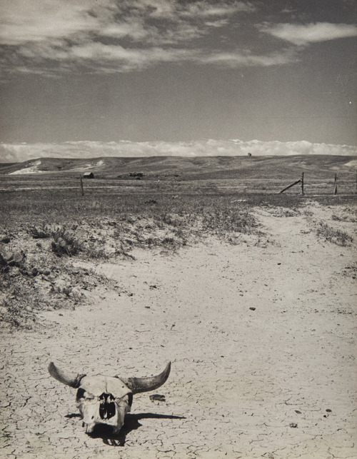 middleamerica:Cattle Skull, South Dakota, 1936, Arthur...
