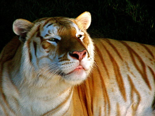 sailorbrazil:kirabo01blog:Golden tiger