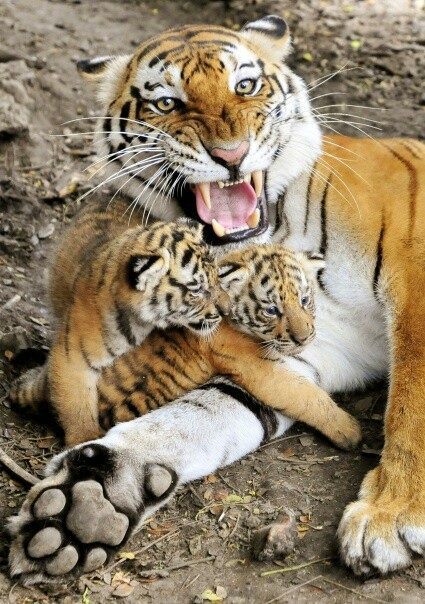 joseluis72:Tiger and cubs