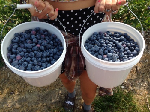 the-sunflower-soul - Guess who went blueberry picking this morning...