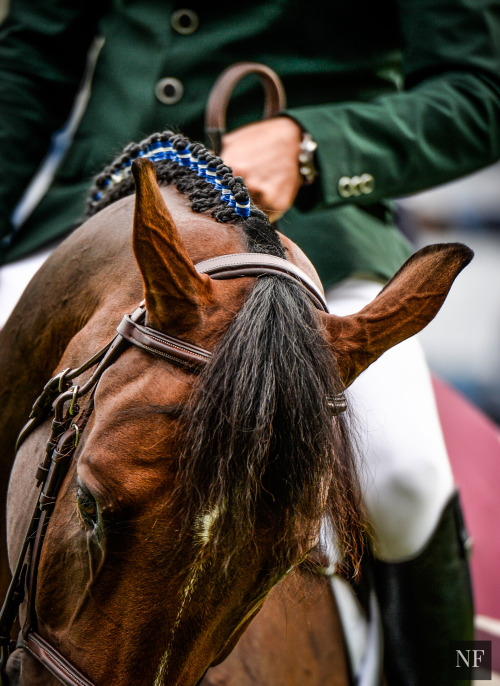 ahorsecalledtimber1 - Dublin Horse Show 2015.Source - Noelle...