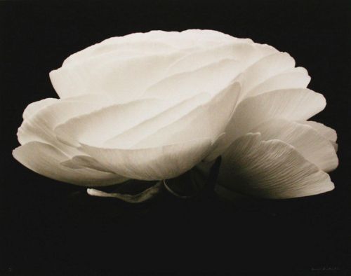 fragrantblossoms - Denis Brihat, Gardenia, 1994.