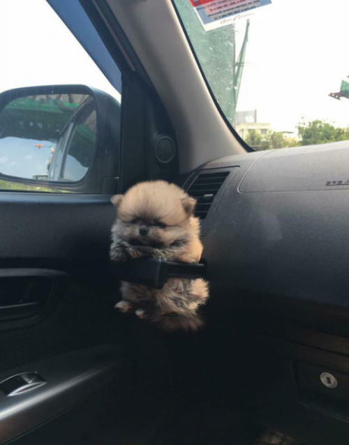 that-twink-over-there - Pup holder