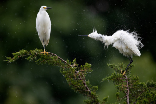 wanderthewood - Snowy egret by rdelonga
