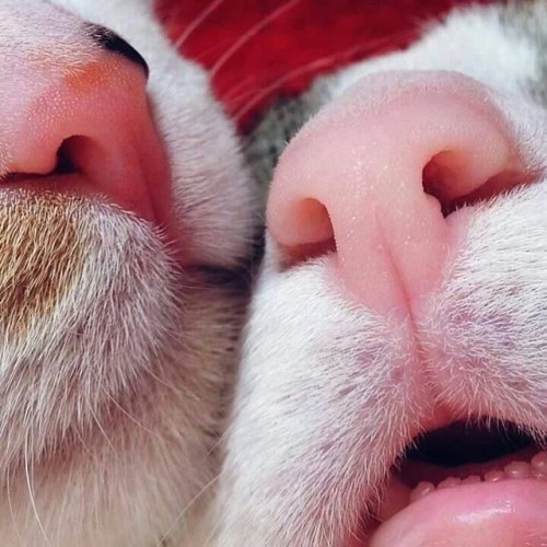 hufflepuffpuffpuff - quiet–dominance - pepoline13 - Cat’s nosesSo...