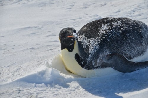 penguinmemes - me, resting my eyes - i promise im not gonna fall aslee-me, waking up two centuries...