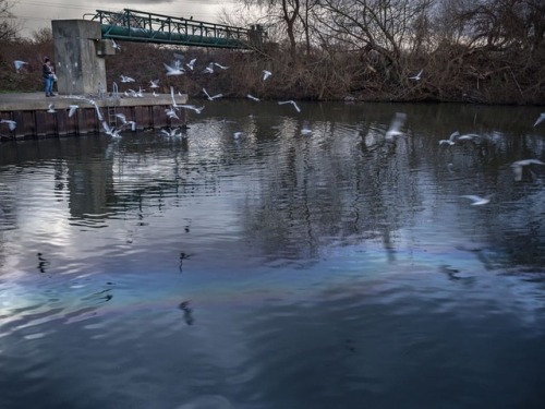 hamishsblog - Seagull patterns - Lea River#london...