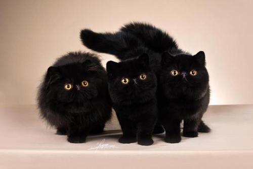 purebred-cats:Incredible trio!© Photo by Amy Works
