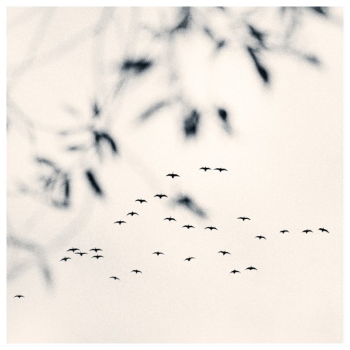 artemisdreaming - The Last Ones, Of Trees and Birds and Snow...