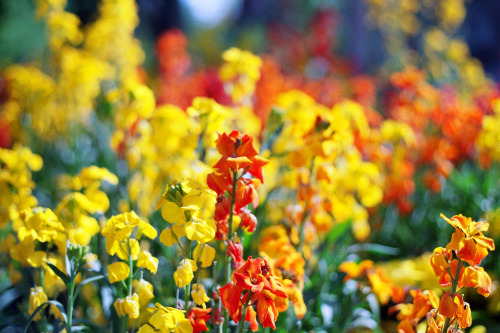 candiceatelier - Yellow and orange flowers. Canon AE-1 + Kodak...