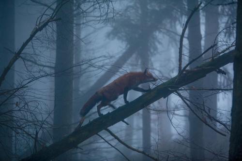 readyren - everythingfox - “A fox in the Black Forest,...