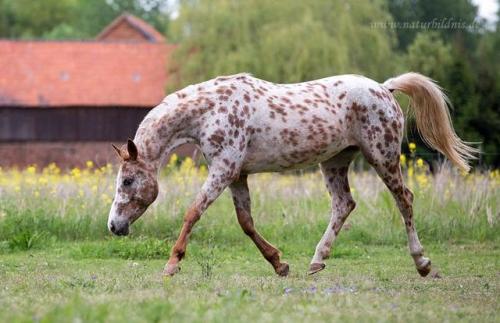 scarlettjane22 - * Samira in foal to Sameon Silver Satyr...