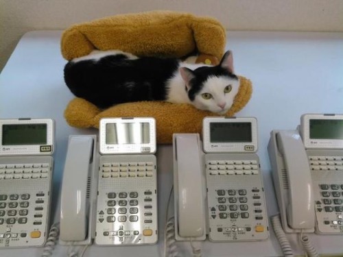 catsbeaversandducks - Business Cats Hard At WorkA Japanese...