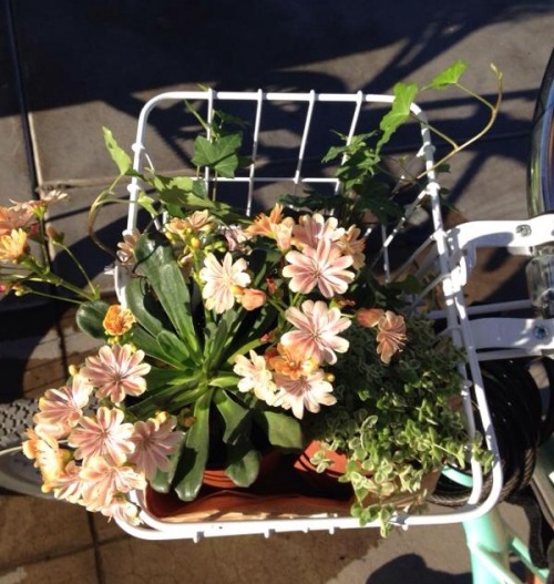 paechly - we had to put all of the plants we got into one basket...