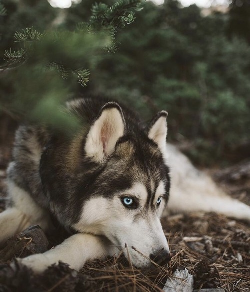 animals-lovers - (Source)Cute huskies