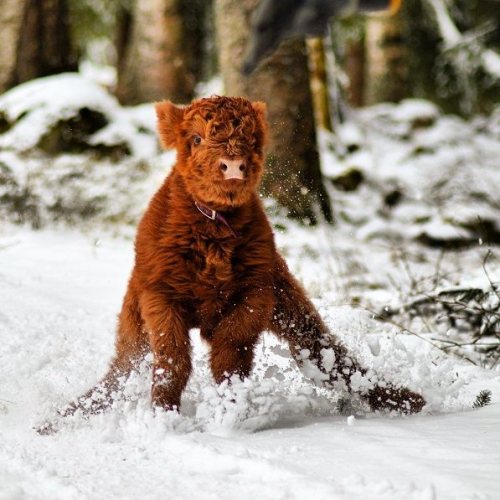 the-did-journal - mymodernmet - Adorable Highland Cattle Calves...