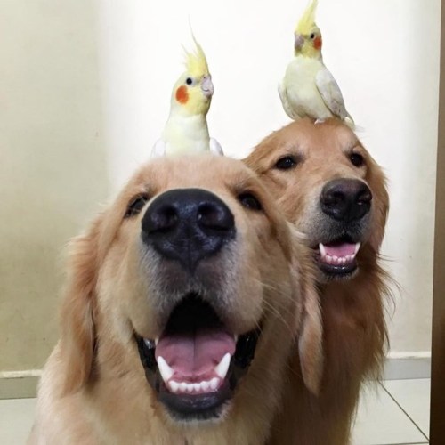 doggopupperforpres - bird dogs