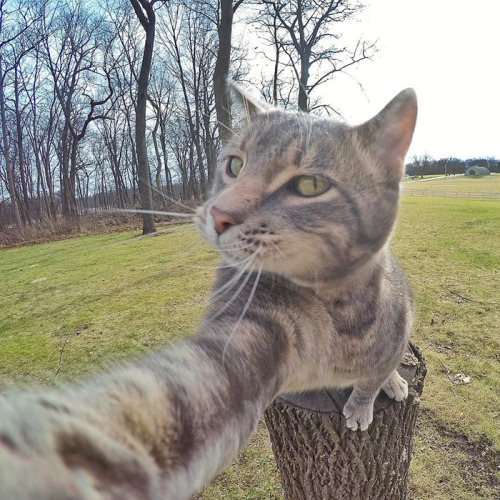 awesome-picz - This Selfie Taking Cat Takes Better Selfies...
