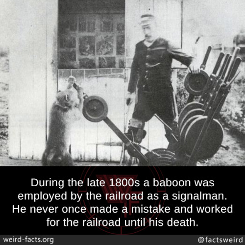 mindblowingfactz - During the late 1800s a baboon was employed...