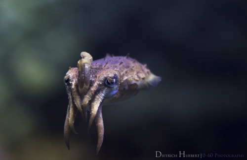 0-60photography - Dwarf cuttlefish | Baby cthulu‘ sepia...