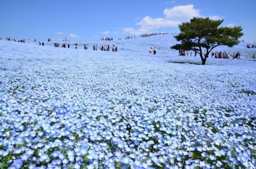 landscape-photo-graphy - 4.5 Million Baby Blue Eyes Just Bloomed...