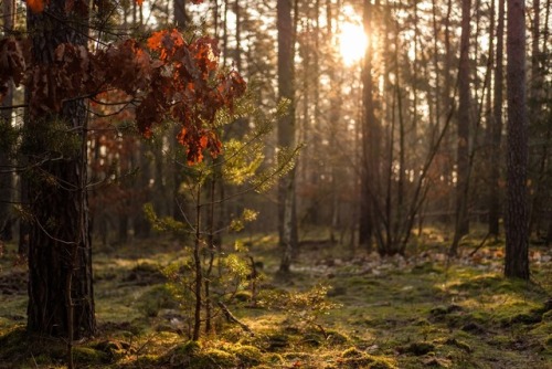 Forest scene after sunrise