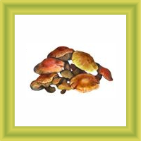[Alimentos] Cogumelos Alucinogênicos [00.0%] Tumblr_pc4yccWeGq1vcqqsxo1_250