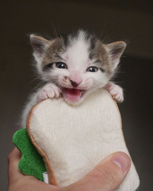 catsbeaversandducks - The best kitten and toe bean...
